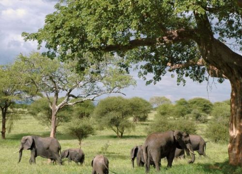 Embark on Opulence: A 3-Day Tanzanian Luxury Safari Adventure