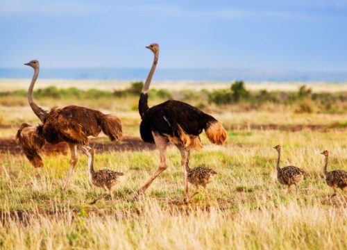 4 DAYS NAKURU MASAI MARA LUXURY LODGES