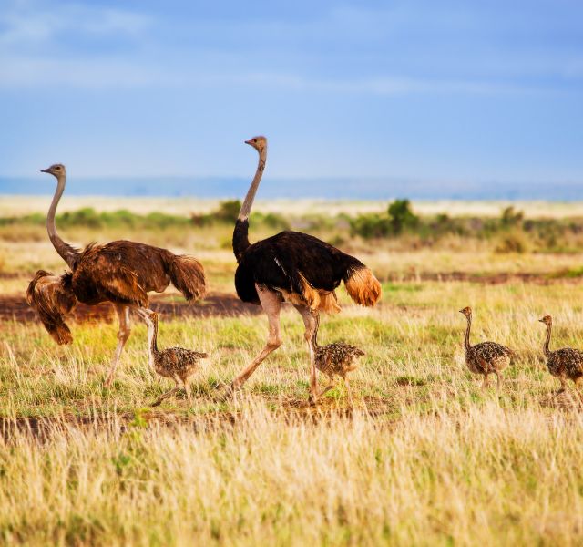 4 DAYS NAKURU MASAI MARA LUXURY LODGES