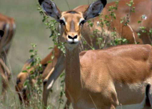 3-Day Shared Masai Mara Budget Safari